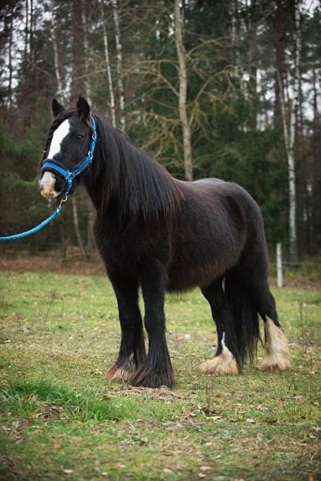 Klacz tinker sabino roczna