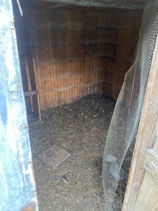 Oddam gołębnik za darmo