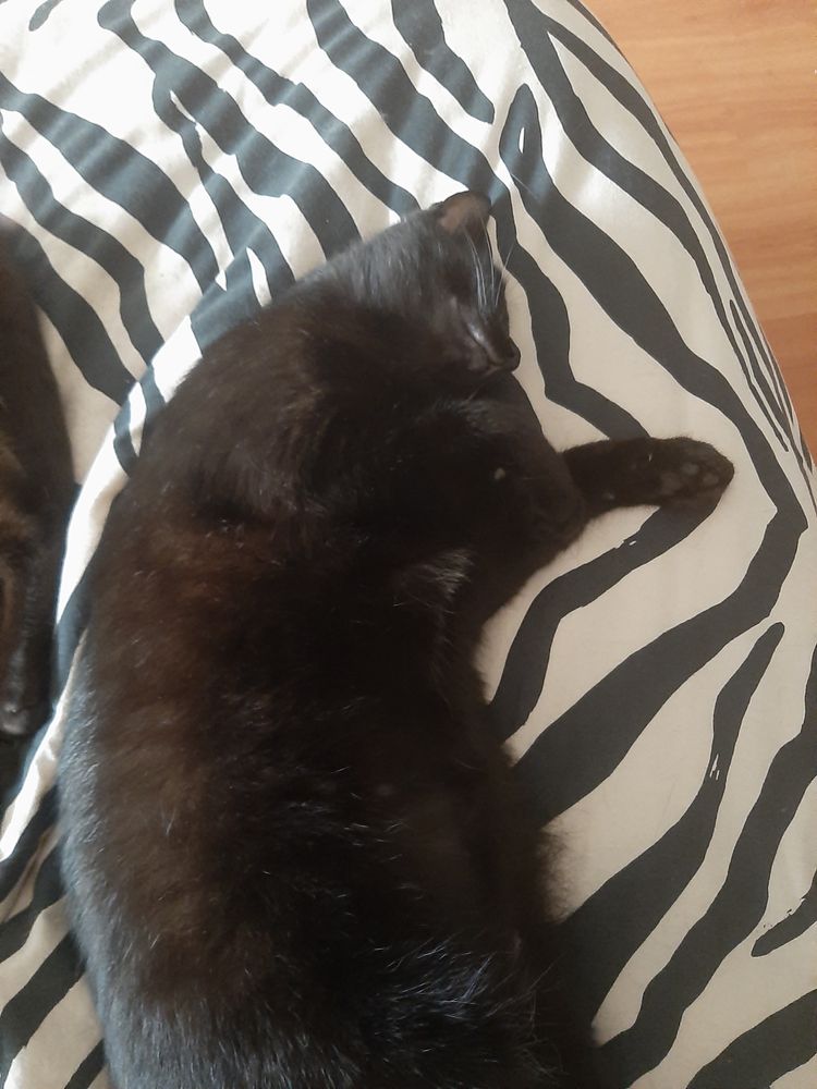 Gato para adopção