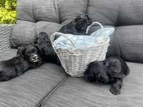 Maltipoo - rozmiar S, piesek umaszczenie kapucino gotowy do odbioru