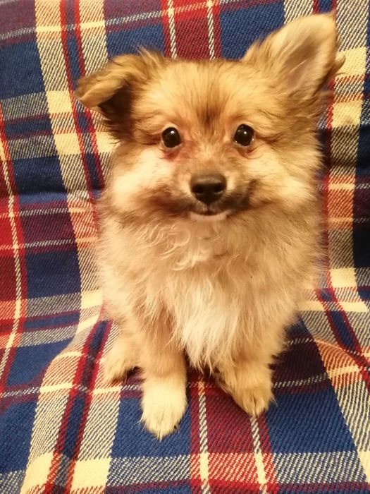 Цуценята померанського шпіца