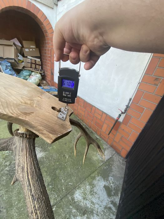 Poroże jelenia z deską