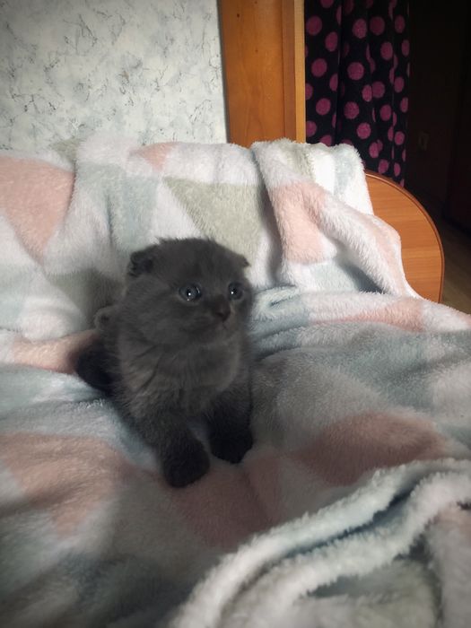 Котики вислоухие в люблячу сімʼю