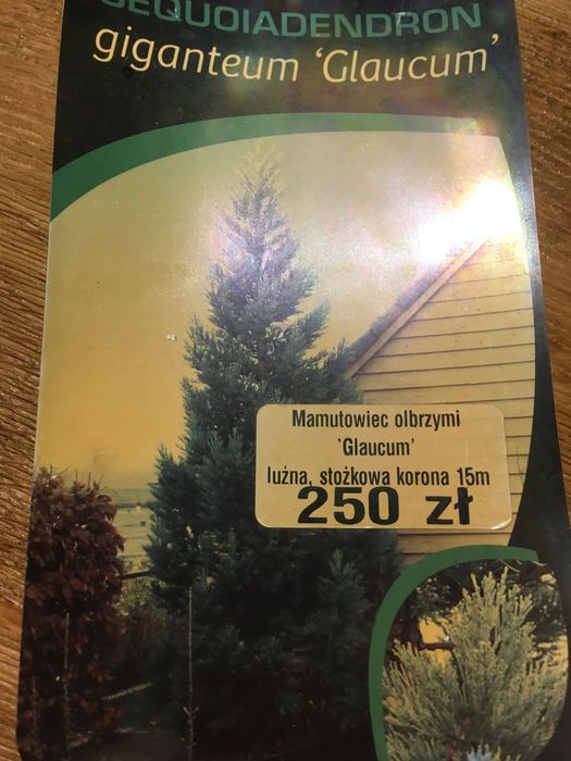 Mamutowiec olbrzymi - drzewo iglaste