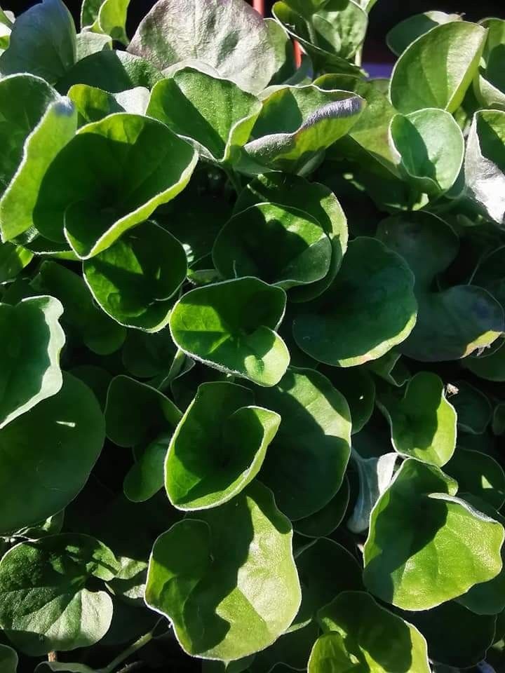 Dichondra zielona 20nasion
