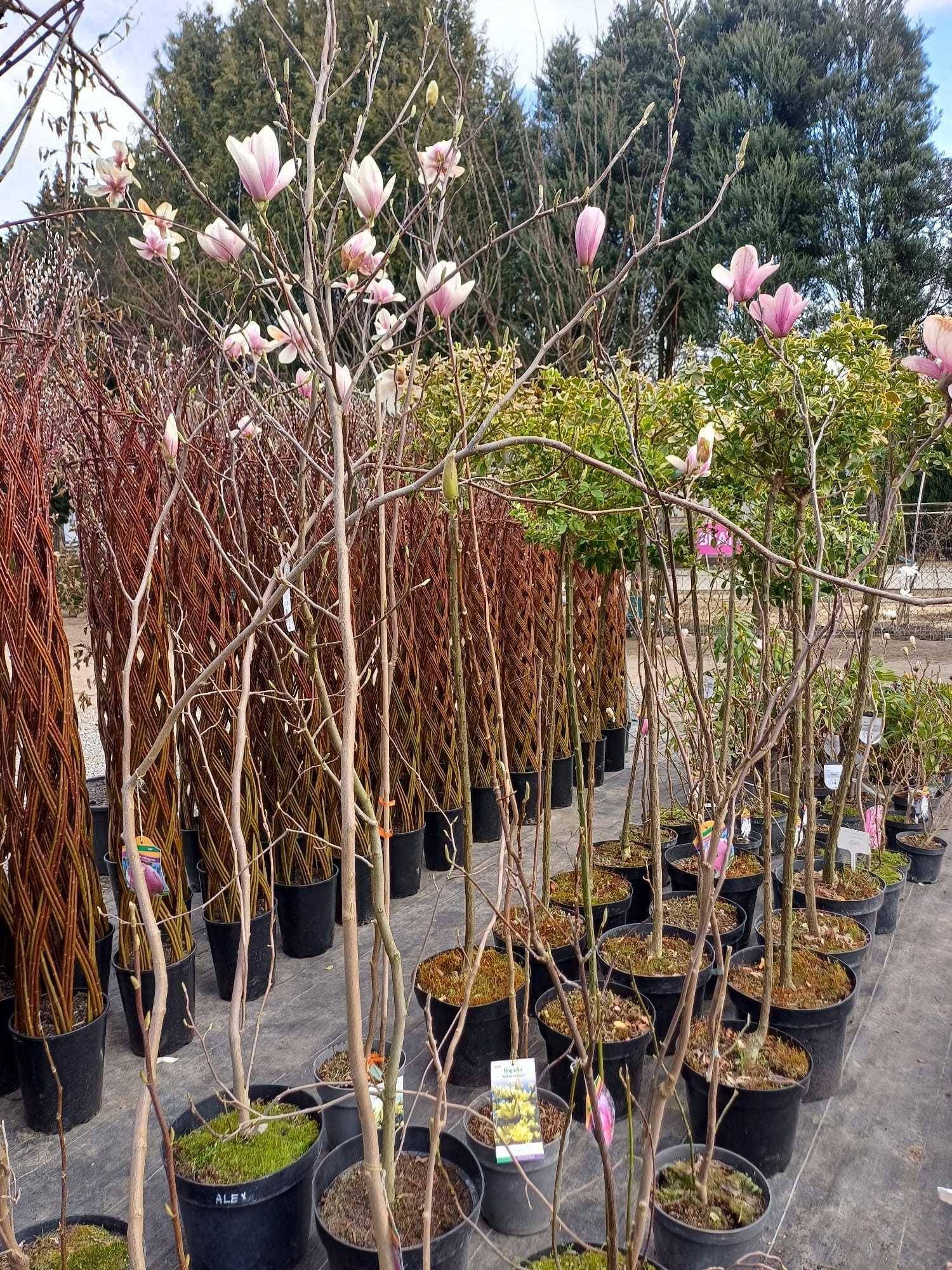 Magnolie różne odmiany klony palmowe rododendrony wierzba pleciona