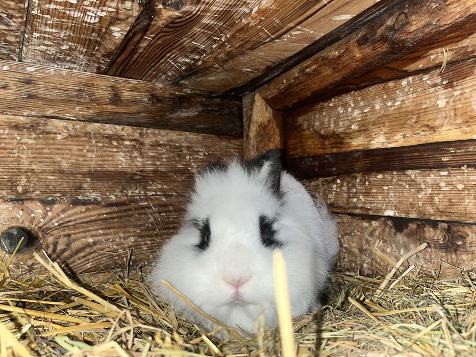 Sprzedam kroliczki miniaturki