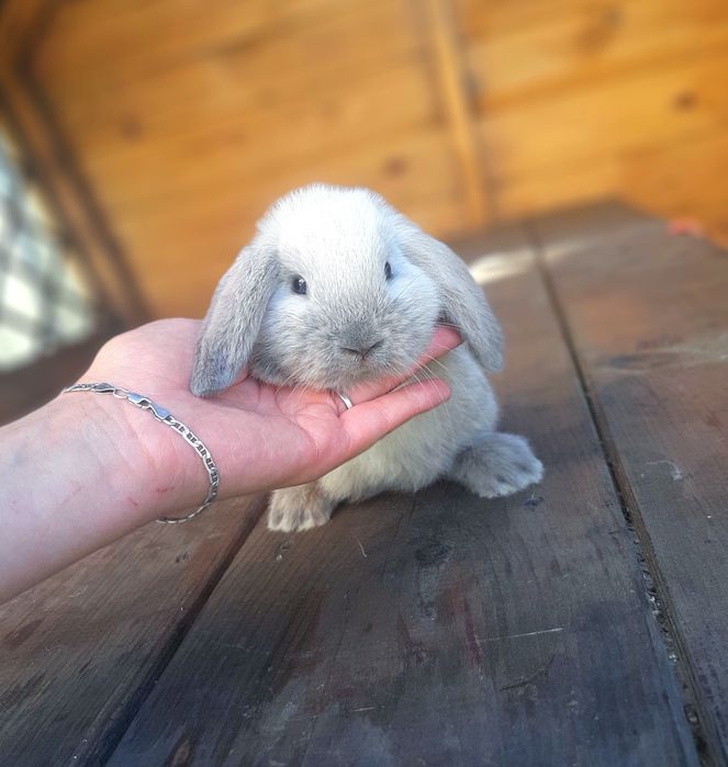 Карликовые мини кролики,міні банчик,вислоухий,весловухий