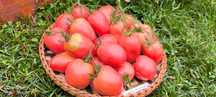 Pomidor Kalman’s Hungarian Pink