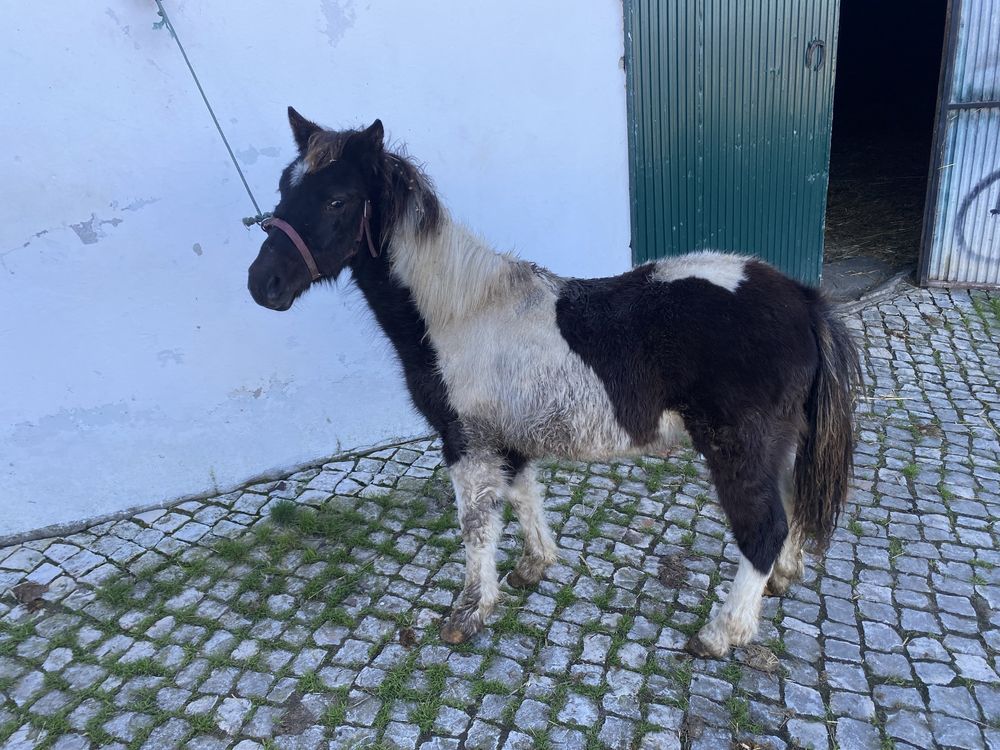 Ponei super mansinho