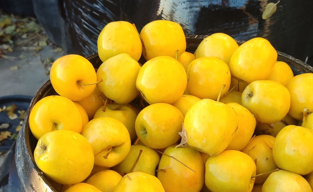 Продам квашені огірки помідори та яблука