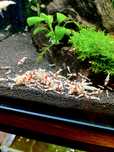 Krewetki PRL Caridina 40 sztuk