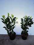 Laurowiśnia caucasica 60 cm - 75 cm. Żywopłot