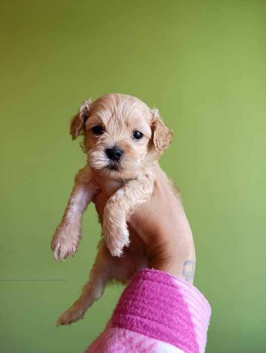 Maltipoo szczeniak f1b , mama maltipoo tata pudel