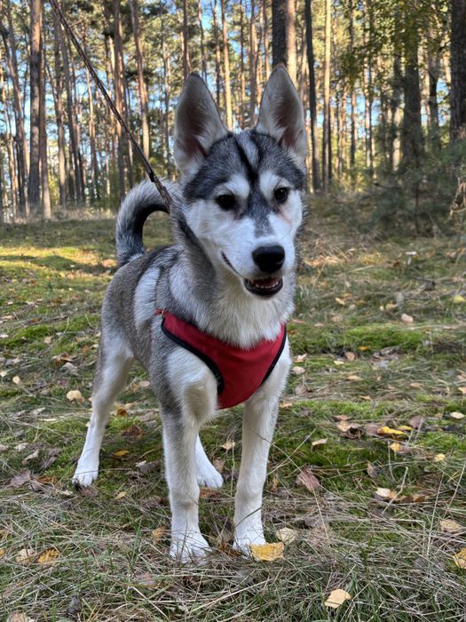 Husky – urocze szczenię z rodowodem, gotowe do odbioru