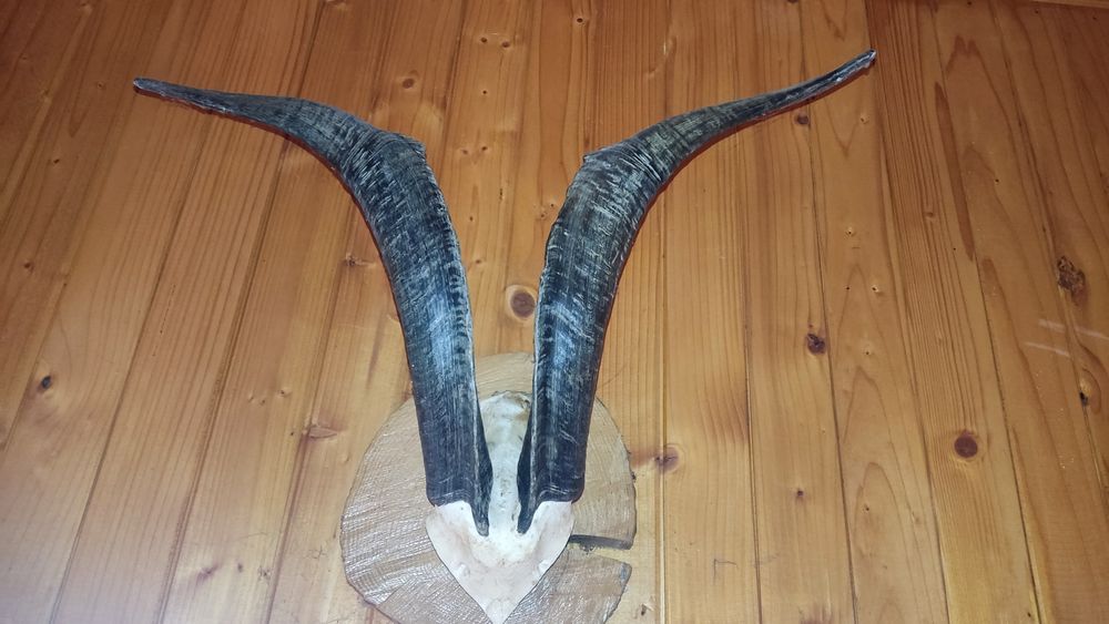 Роги тварин роги тварин роги тварин