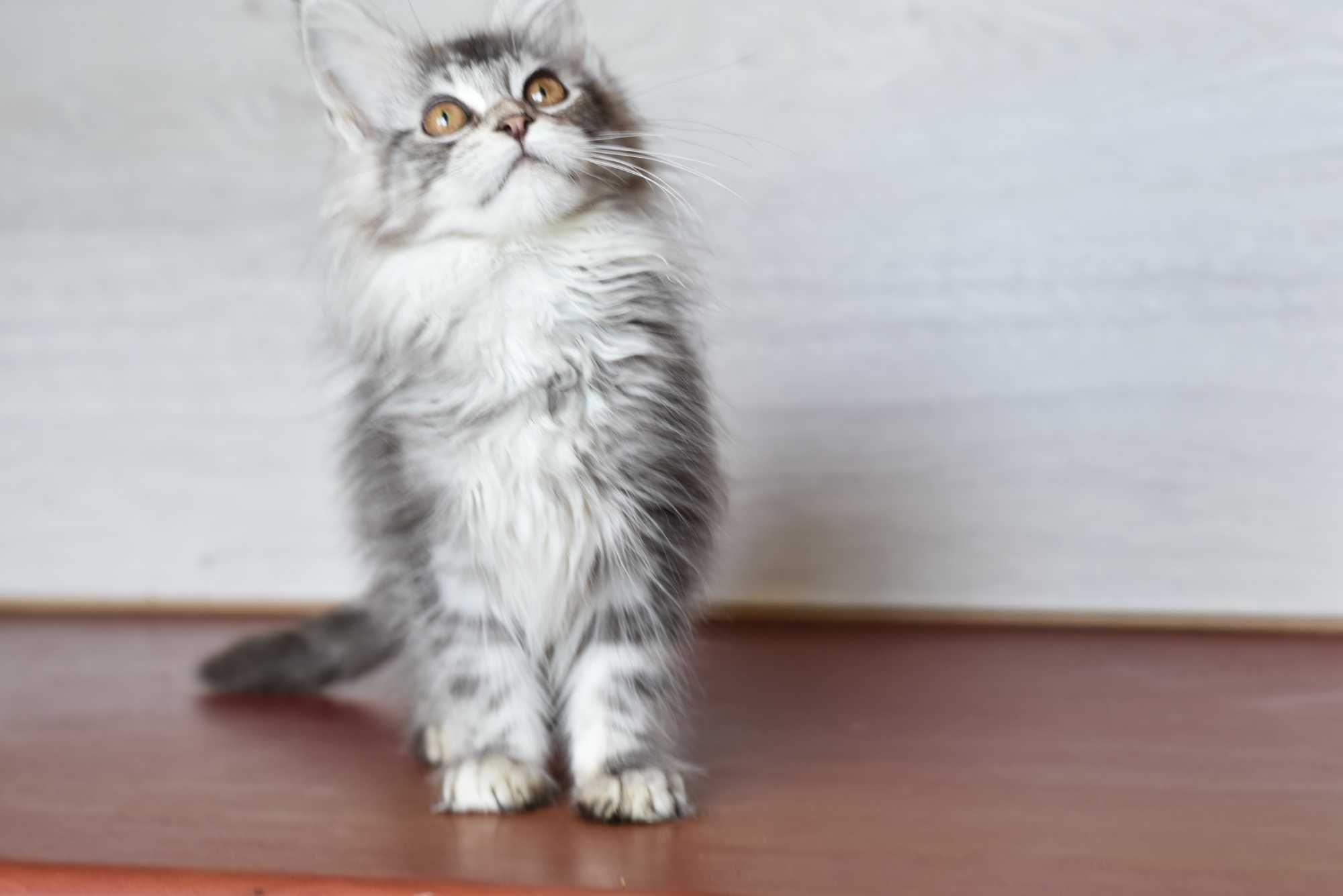 Котенок девочка мейн кун черного серебристого  окраса