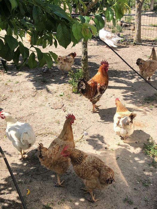 Ovos de galinhas caseiras 100% biológicos