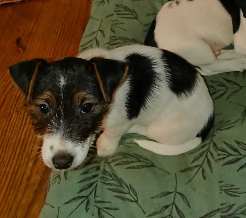 Suczka Pusia szczeniak Jack Russell Terrier Koszalin