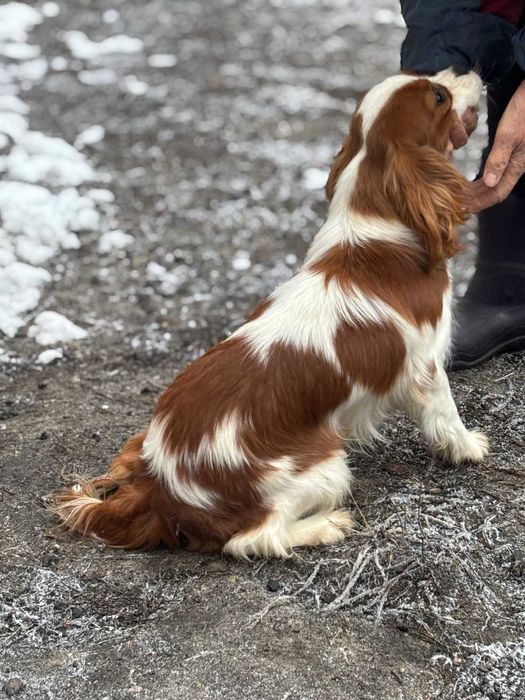 Piesek Cavalier ZKwP FCI