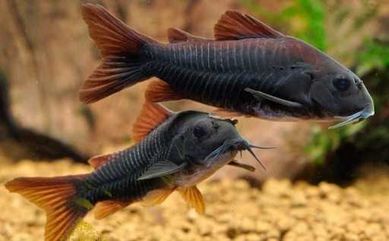 Kirys kirysek czarny corydoras black