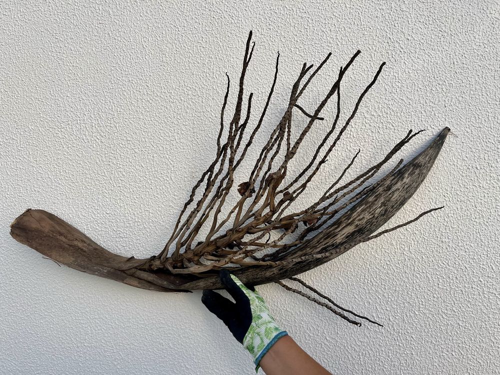 Tronco de coqueiro para decoracao de aquario grande