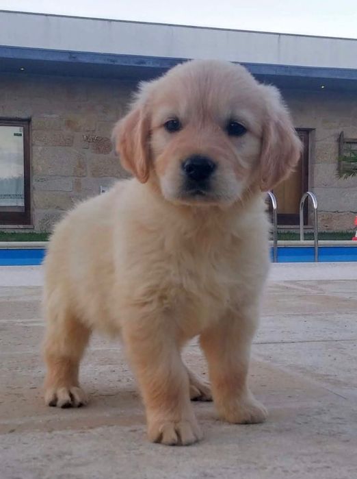 Golden Retriever bebés