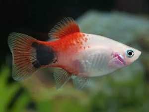 Platka red white mickey mouse Xiphophorus maculatus
