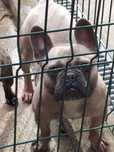 Bulldog francês para montas