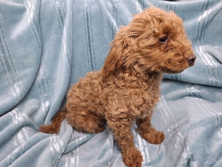 pudel miniaturowy szczeniak