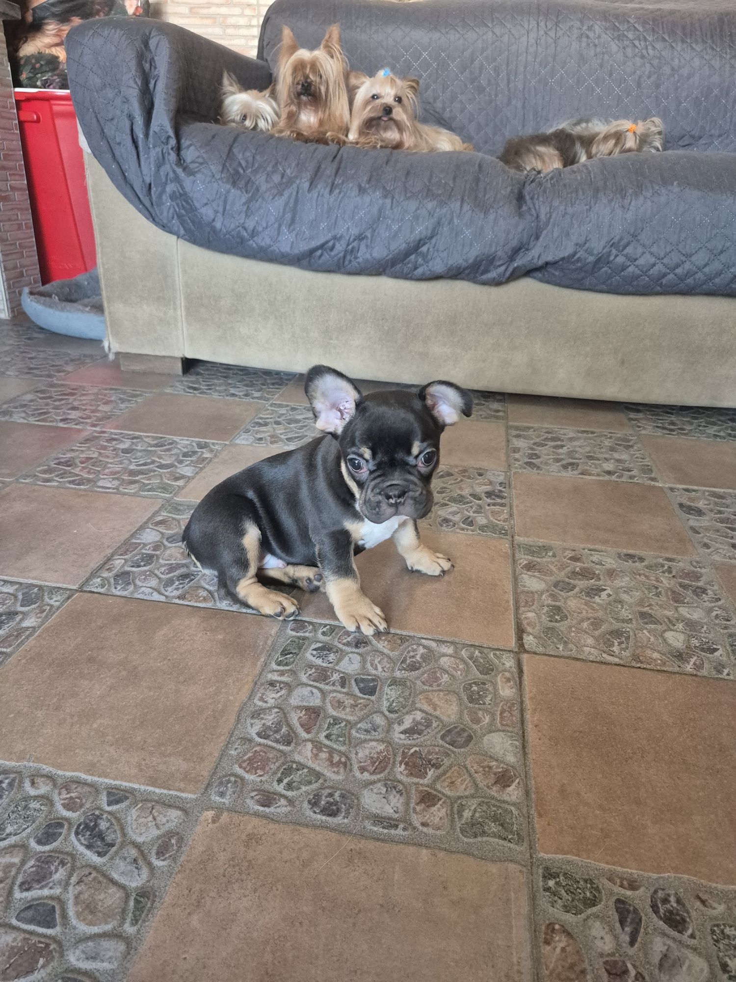 Bulldog Macho  lindíssimo Criadora Registada PT 3088 FL
