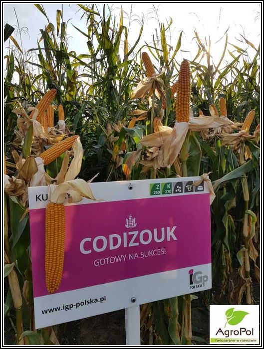 Kukurydza CODIZOUK - Rekord Polski Kiszonka Nasiona Kukurydzy IGP