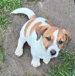 Śliczny Jack Russell Terrier