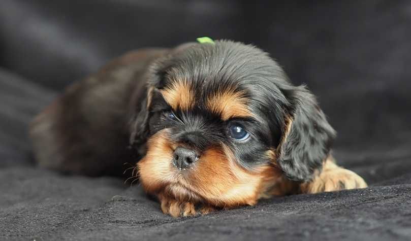 Cavalier King Charles Spaniel  ZKwP - FCI - SUCZKA