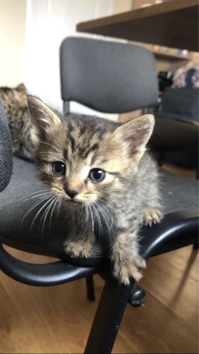 Кошенята шукають сімʼю