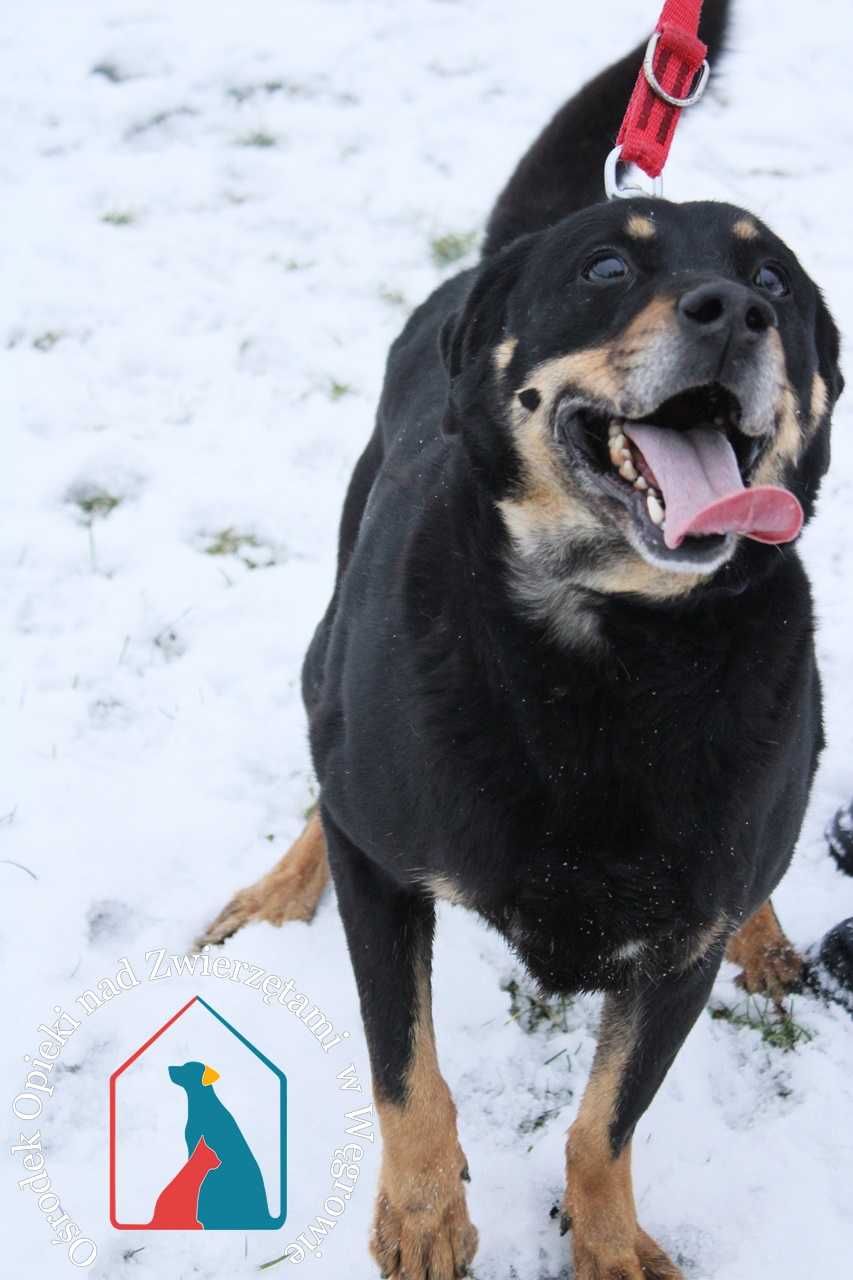 WESOŁY, towarzyski, przesympatyczny DINGO - kocha ludzi - adoptuj !!!