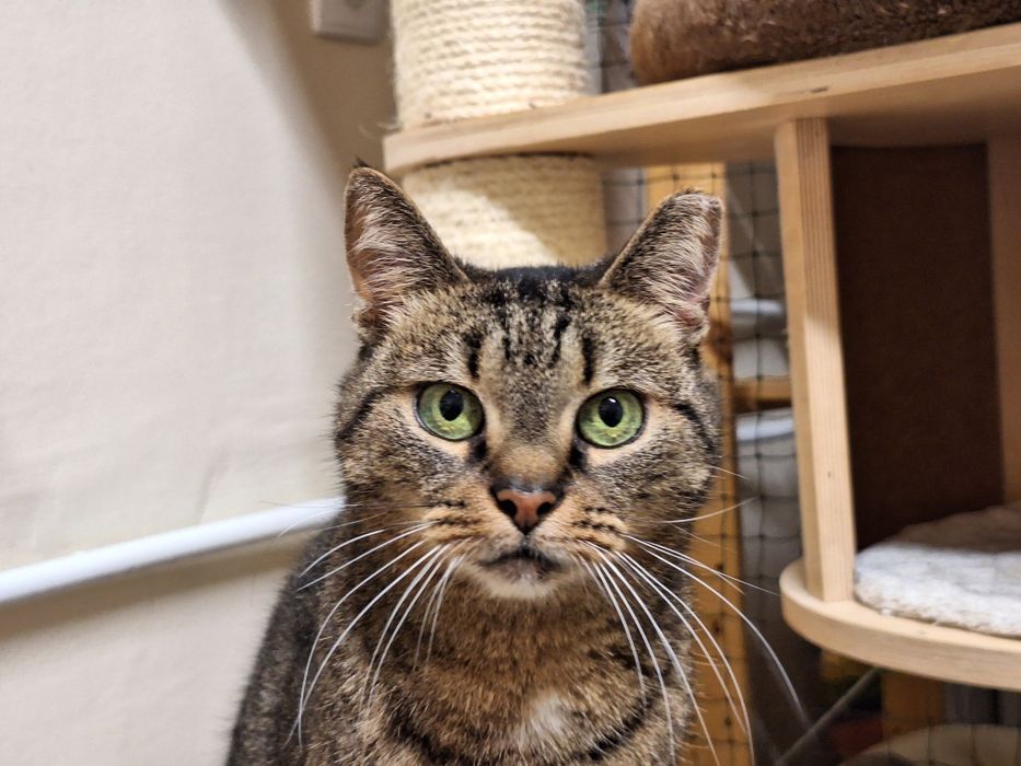 KICIA LOLA - piękna, spokojna koteczka, której umarł opiekun/Poznań