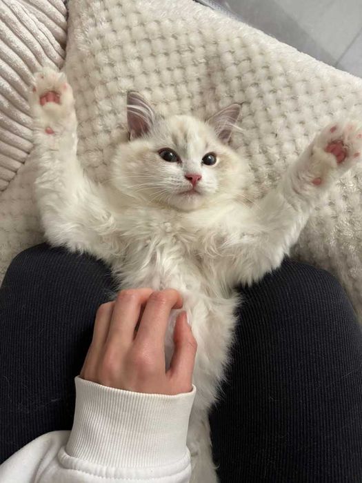Ragdoll - Kotka z rodowodem Lazurowe Łapki*PL - Eowinka