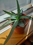 Vendo cato aloe vera