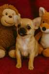 Chihuahua suczka super socjalizowana