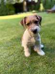 Jack Russell Terrier piesek WZORZEC  od # S M A R T I E * J A C K S #