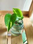 Planta Golden pothos // Jiboia // Devil's Ivy
