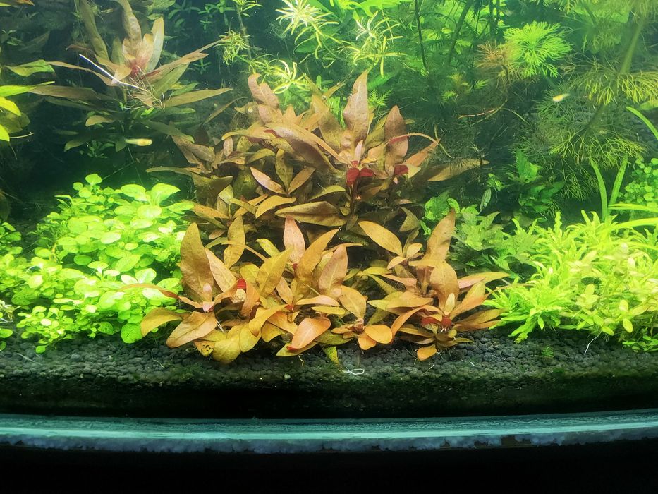 Roślina akwariowa Alternanthera Reineckii mini z korzeniami