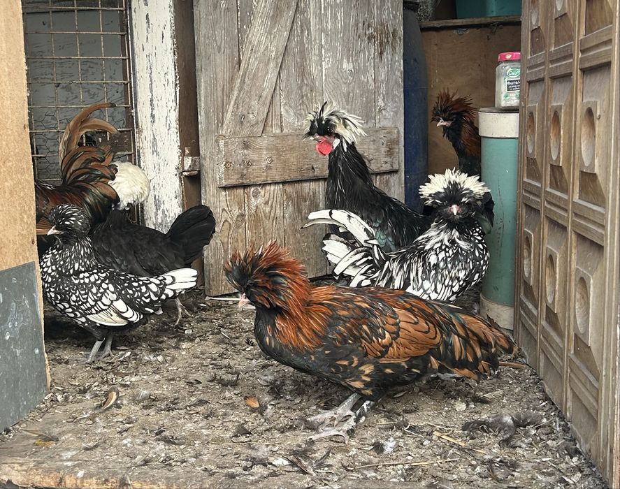 Czubatka srebrna kogut