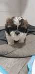 Szczeniaki rasy Shih Tzu