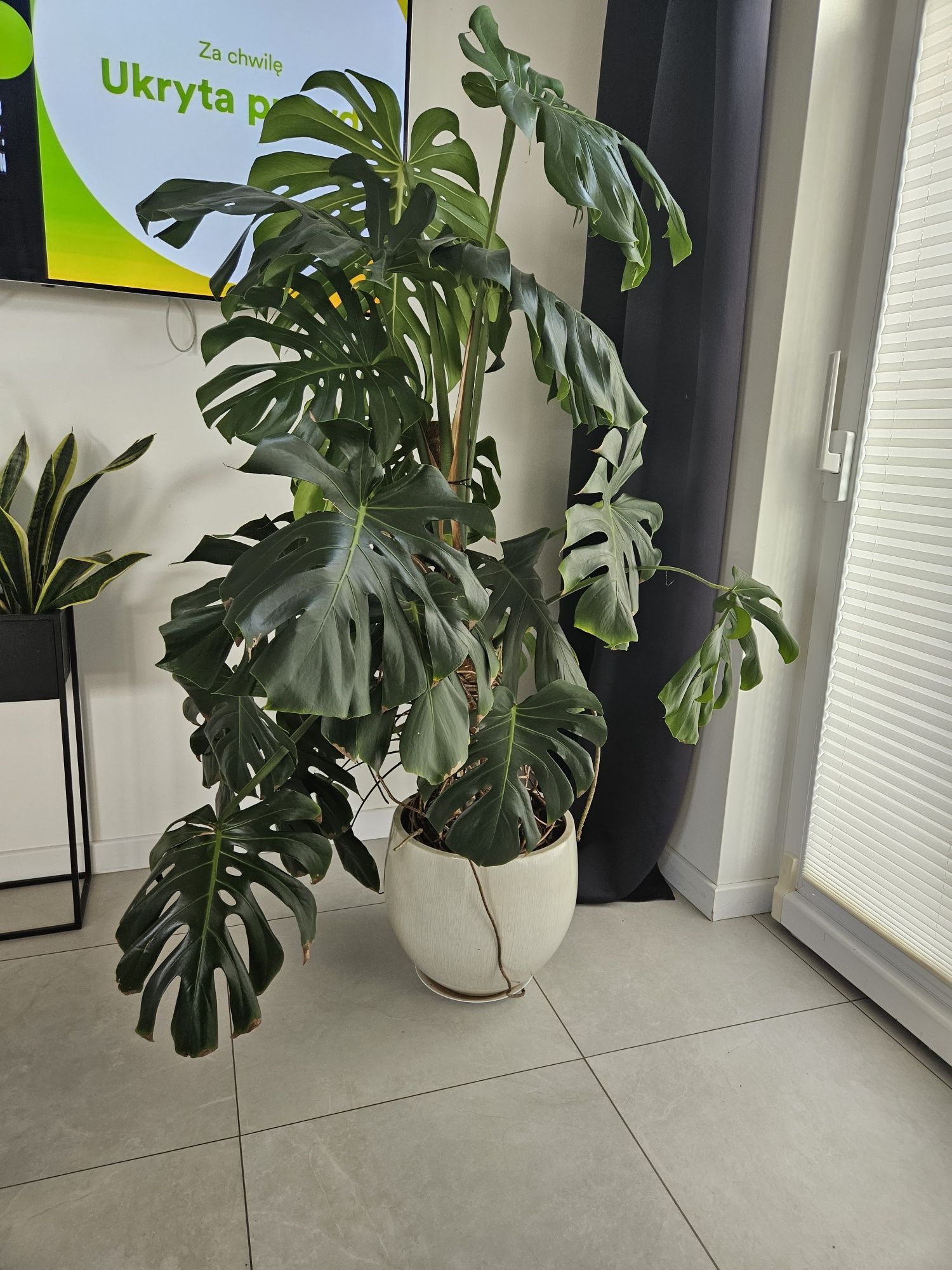 Monstera deliciosa