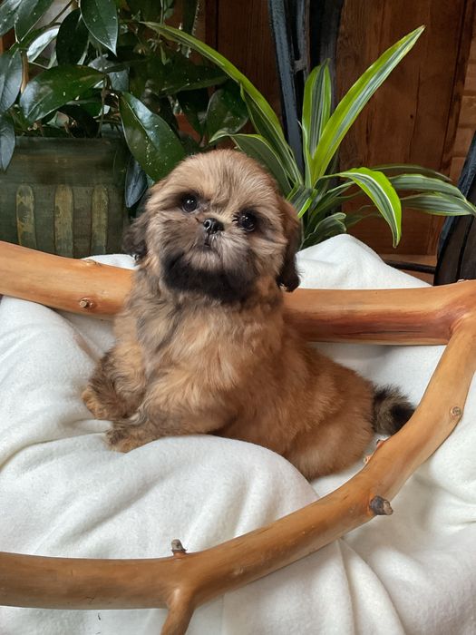 Shih - Tzu Salonowe, Pieski