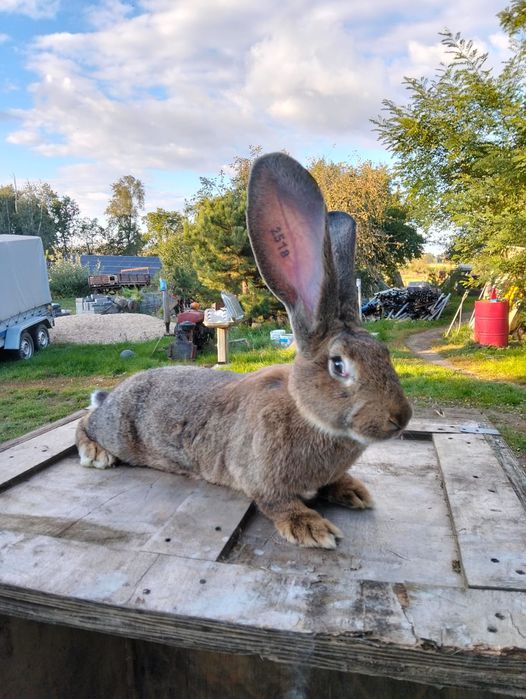 Sprzedam młoda samice Belgijski Olbrzym Szary