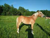 Ogier haflinger z licencją
