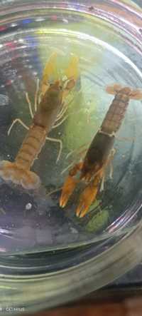 Rak Cherax blue moon/snowden. Cetarius